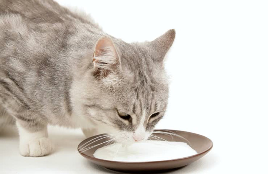 С возрастом кошки теряют способность усваивать лактозу