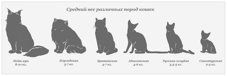 Средний вес различных пород кошек