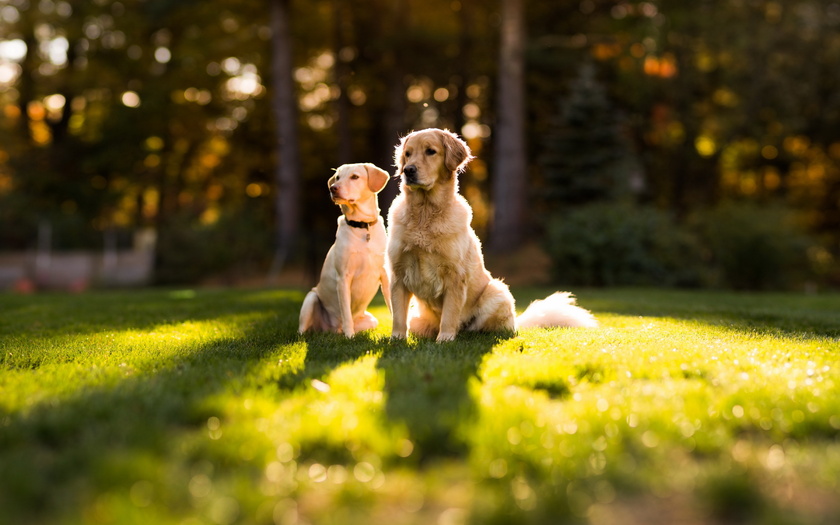 Благодаря совместным прогулкам собаки лучше узнают друг друга в расслабленной обстановке