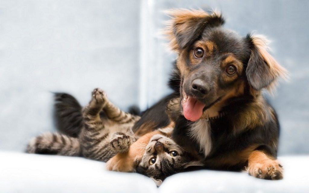 На складывание отношений кошки и собаки влияют их темпераменты и предыдущий опыт общения