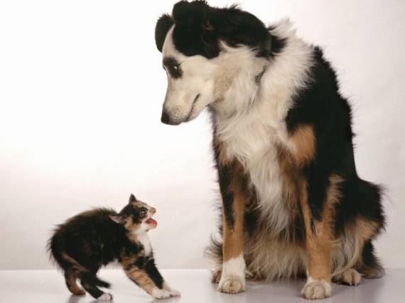 Слухи о нескончаемой вражде между кошками и собаками несколько преувеличены