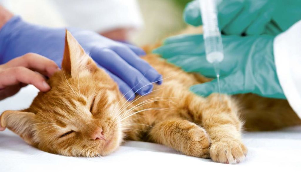 Отношение к обезболивающим препаратам для кошек остается неоднозначным