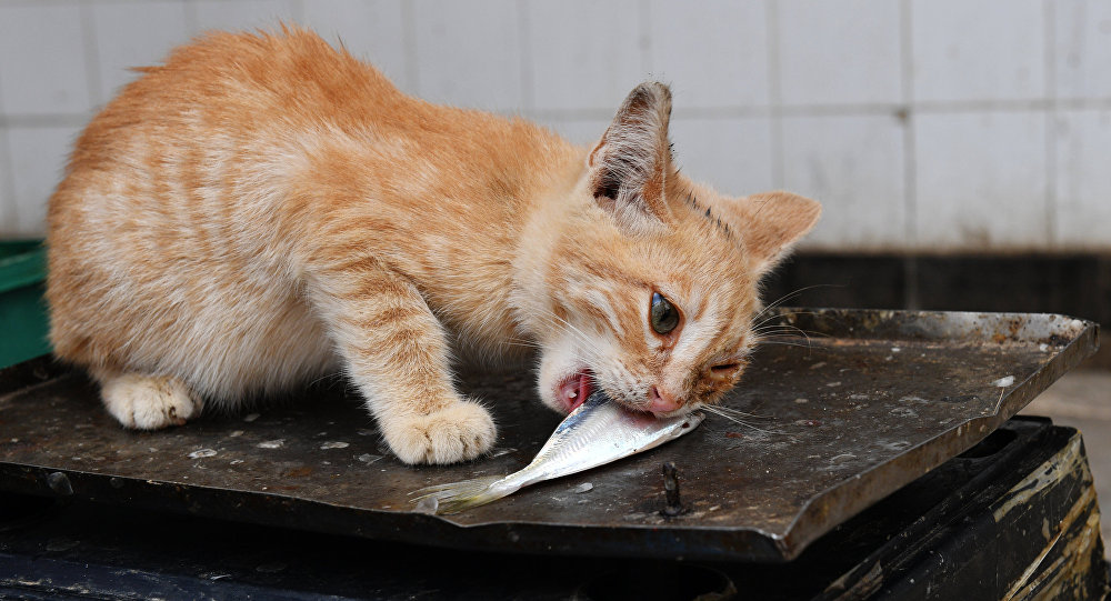 Перенасыщение фосфором случается с котами, часто питающимися рыбой