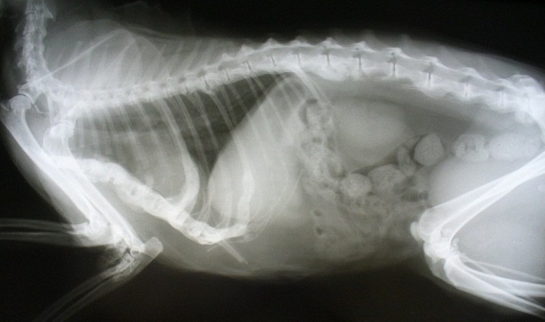 Рентген почек у кошки