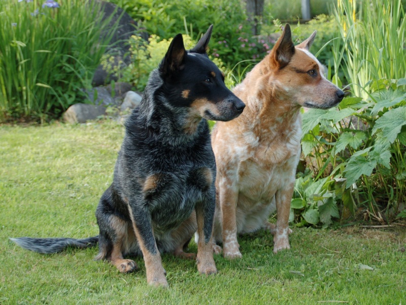 Характер отношений двух собак может варьироваться от сотрудничества до кровной вражды