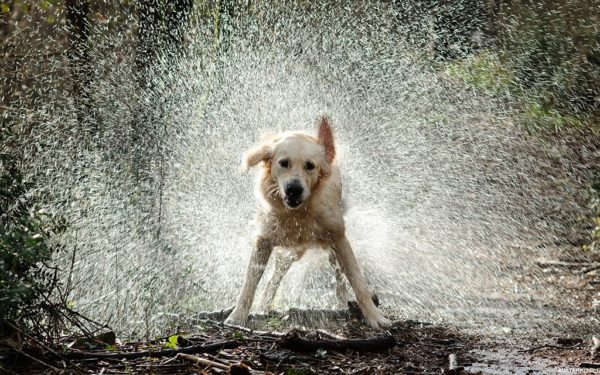 В отличие от кошек собаки умеют отряхиваться от воды