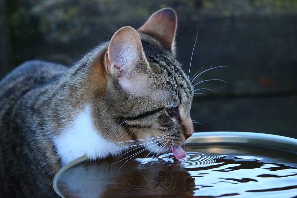 Кошке необходимо давать много воды