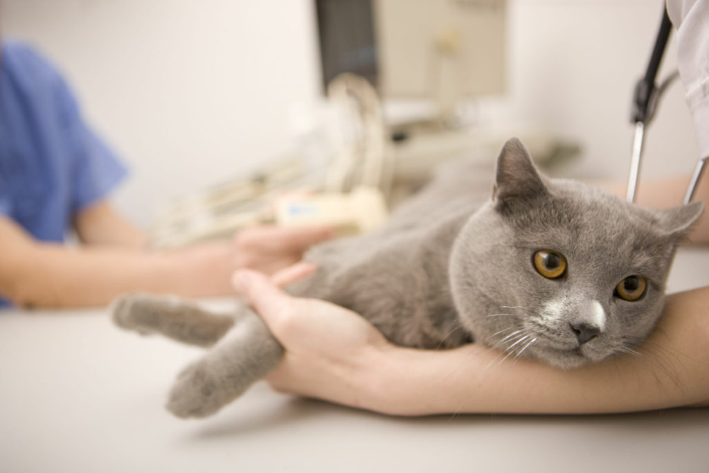 Неудачные случки являются веским поводом для осмотра кошки ветеринаром