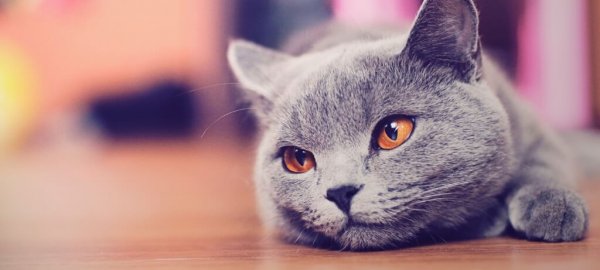 Перепады настроения могут сигнализировать о ложной беременности кошки
