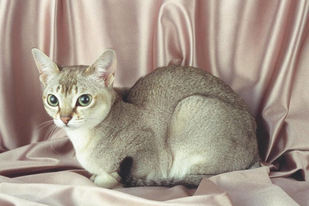 Сингапурская кошка окраса табби