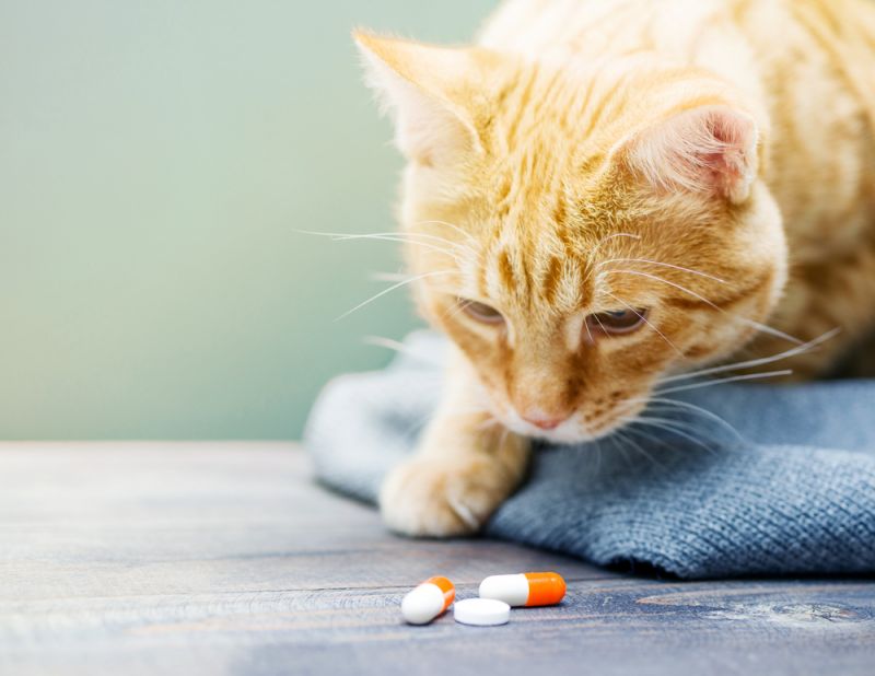 Чтобы избежать нарушений функционирования органов кошке необходимо давать витамины