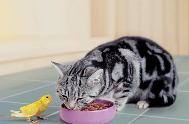 Кошка кушает корм