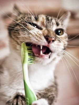 Чистить зубы кошке