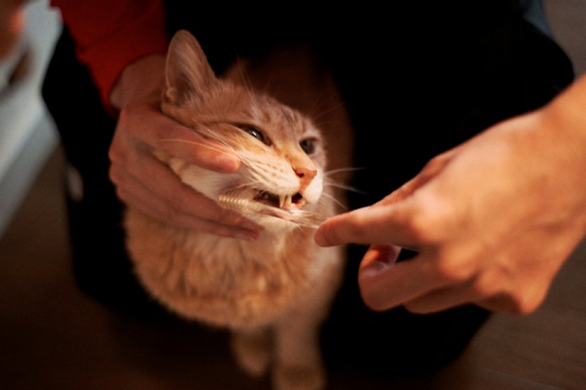 Чистить зубы кошке