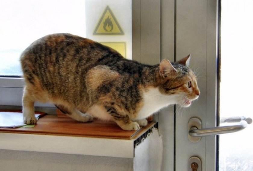 Особенности и периодичность течки у кошек