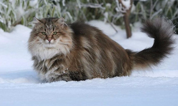 Норвежский лесной кот
