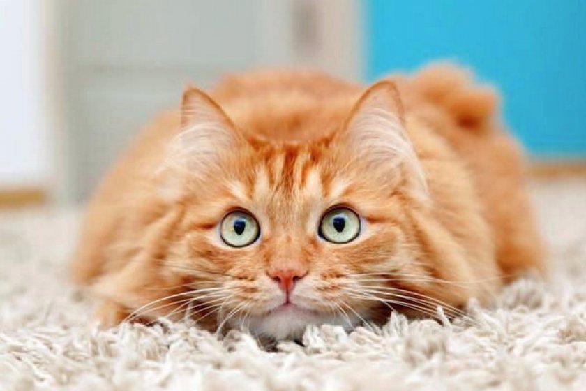 Популярные мифы о рыжих котиках