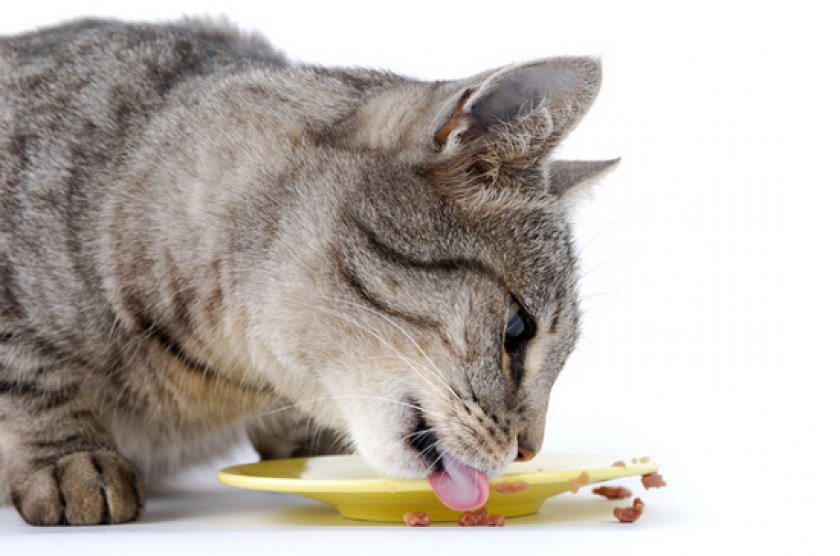 Сахарный диабет у кошек
