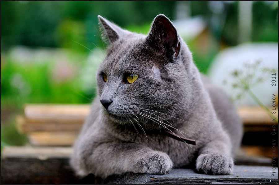 Картинки серых кошек. Британская короткошёрстная кошка шартрез. Кот серый. Кошка серая. Дымчатая кошка.