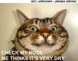 dry nose illness
