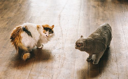 Два кота собираются драться