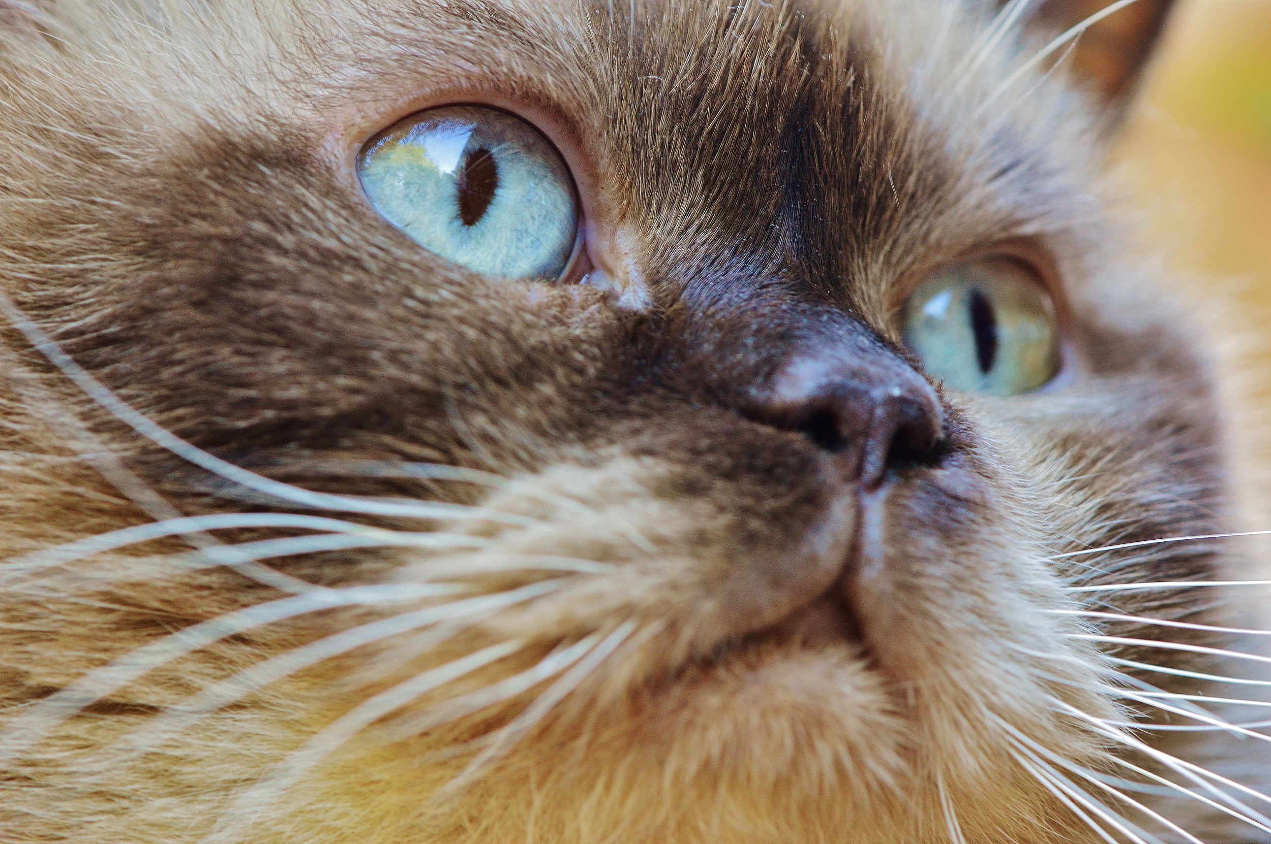 Коричневые глаза у котов