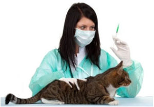 врач готовится сделать кошке прививку
