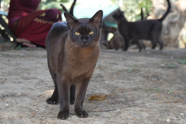 Бурманская черная кошка