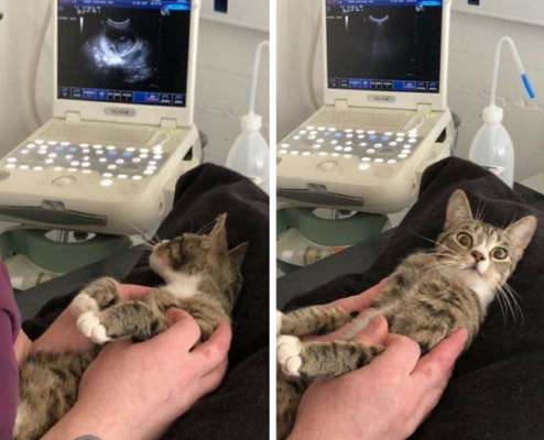 УЗИ беременной кошки