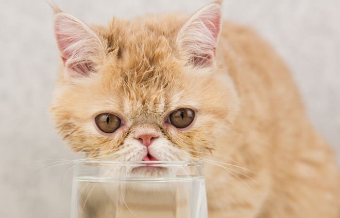 Экзотический кот пьет воду из стакана