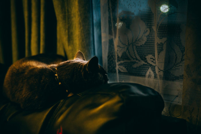Кошка грустит и смотрит в окно