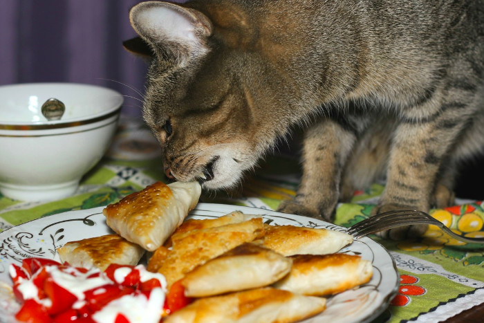 Котам не стоит питаться пищей со стола