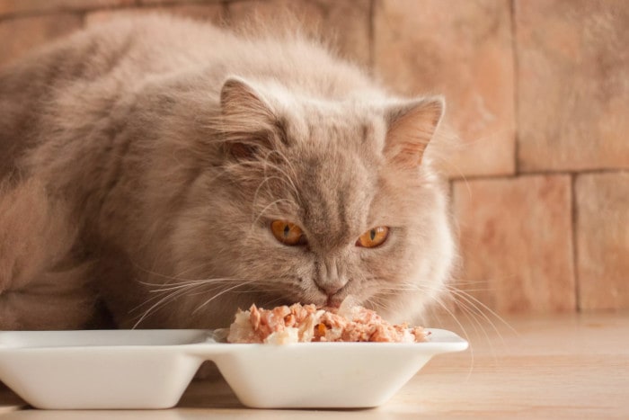 Серый кот ест приготовленное мясо