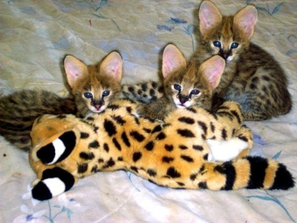 Три котёнка ашеры