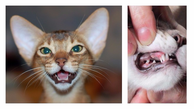 выпадение зубов у кошек
