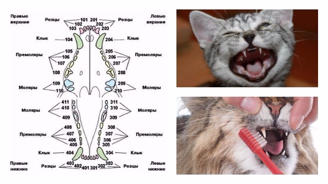 молочные зубы у кошек