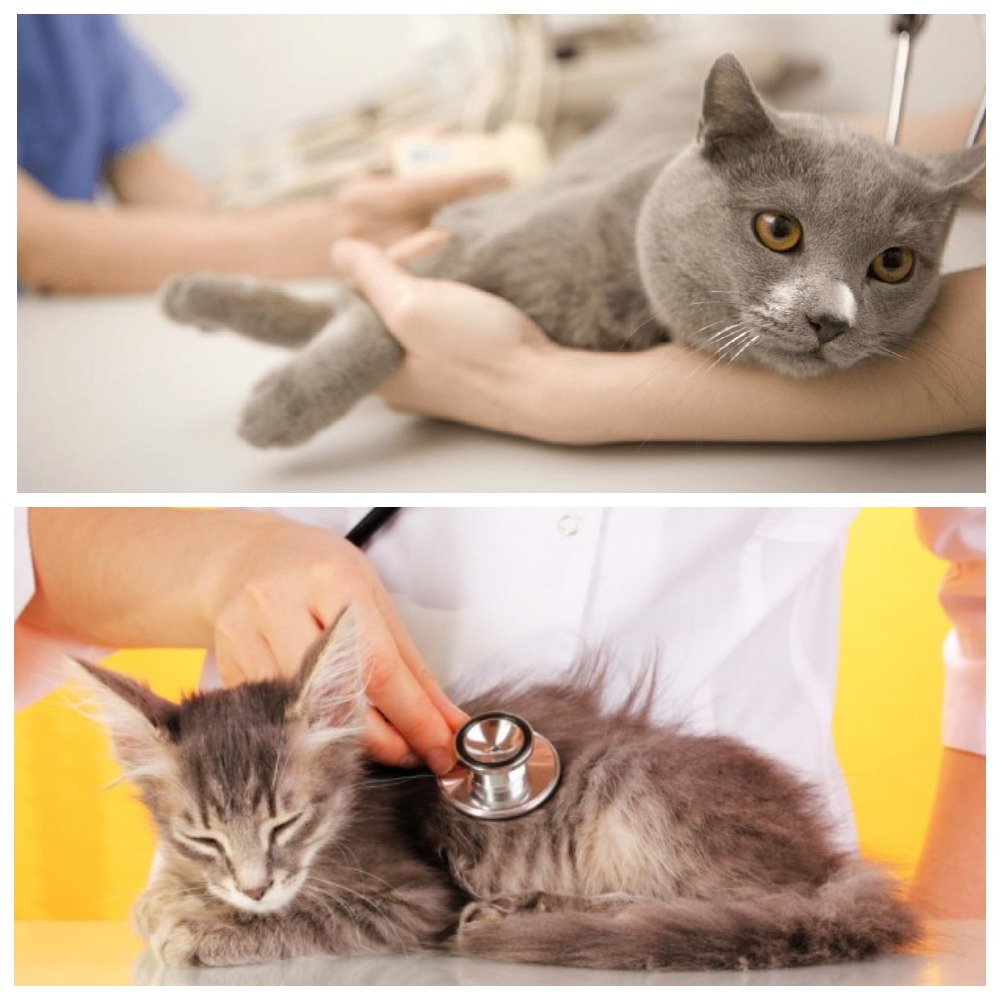 Лечение диабета у кошек