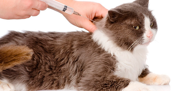 Прививки домашним кошкам