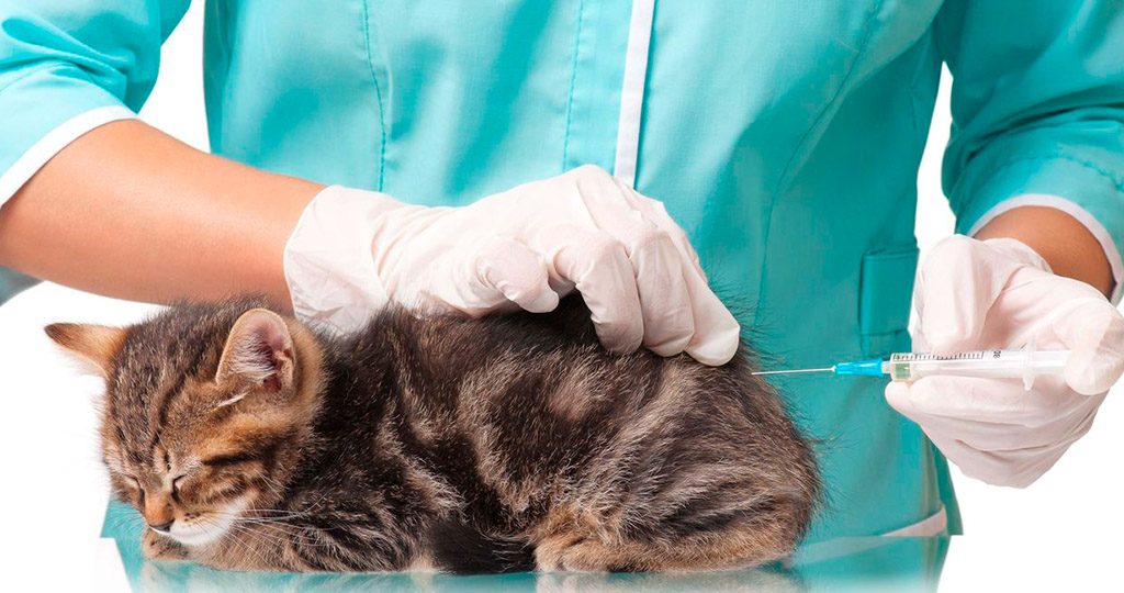 Нужны ли прививки домашней кошке