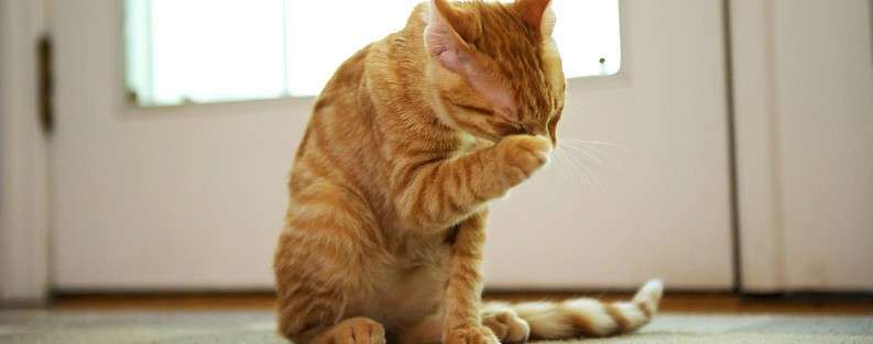кот кашляет и чихает как лечить в домашних условиях