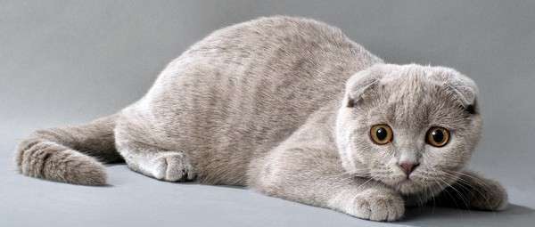 Как воспитывать британскую вислоухую кошку. Фото с сайта zoofacts.ru