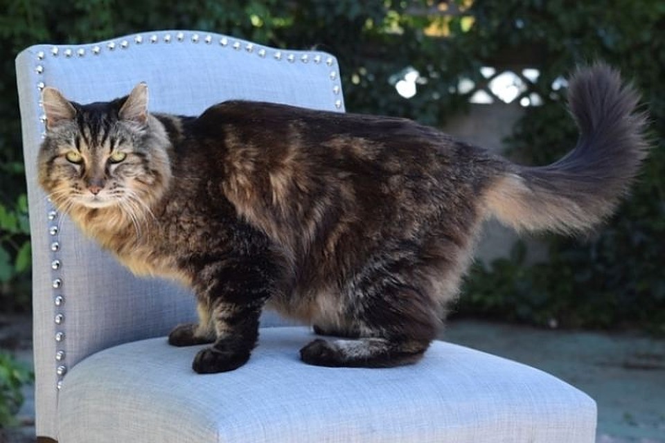 Официально самым старым котом в мире сейчас считается Вельвет, которому исполнилось 27 Фото: REUTERS