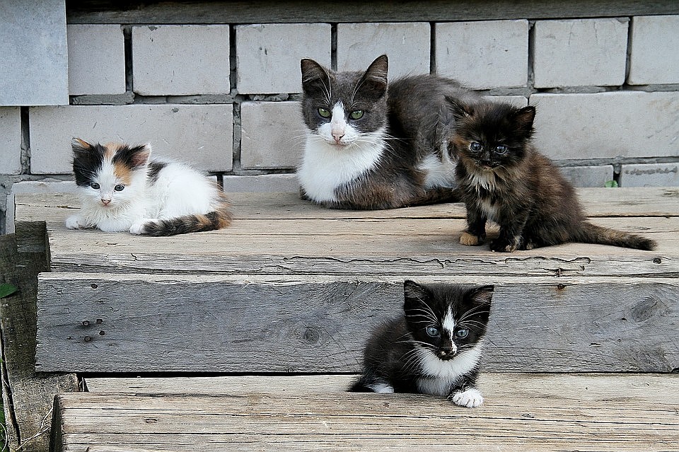 Котов можно назвать санитарами дома, так как они ловят мышей и крыс. Фото: Роман ИГНАТЬЕВ