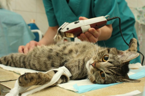 Хирургическая операция над котом