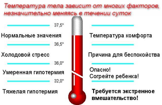 Можно ли измерить температуру кошке под мышкой