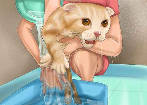 Как помыть кота в домашних условиях - Начинайте мыть с шеи и постепенно опускайтесь вниз.
