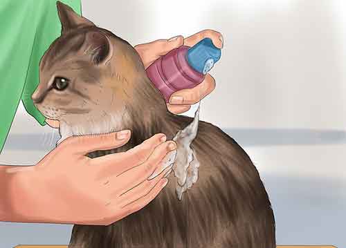 Как помыть кота в домашних условиях - Смойте шампунь с вашего кота.