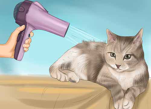 Как помыть кота в домашних условиях - Заканчиваем сушку кота.