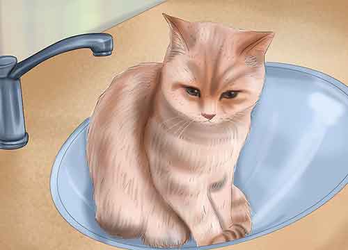 Как помыть кота в домашних условиях - Искупайте своего питомца прямо в раковине.