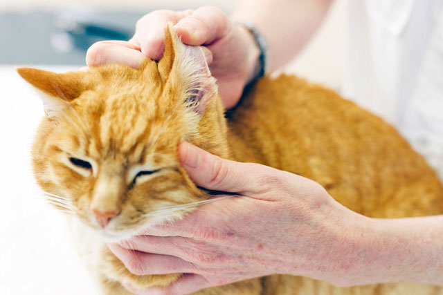 Лечение кошки от ушного клеща (отодектоза)